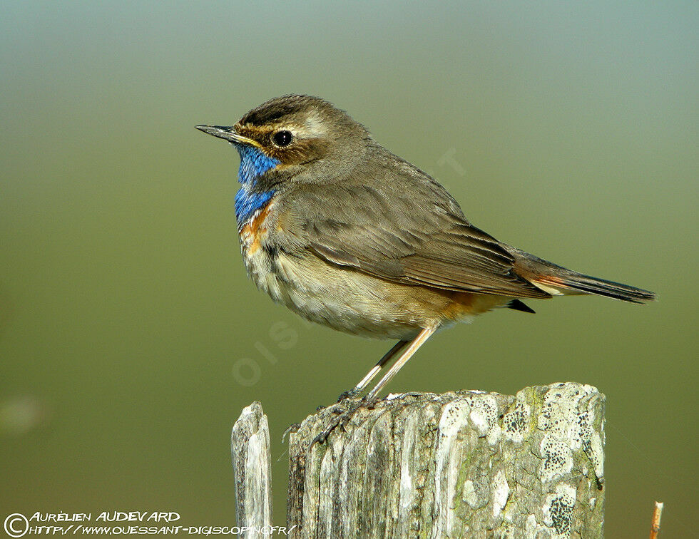 Bluethroat (cyanecula)