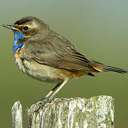 Bluethroat (cyanecula)