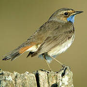 Bluethroat (cyanecula)