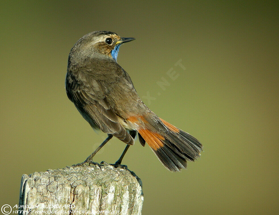 Bluethroat (cyanecula) male adult breeding, identification