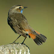 Bluethroat (cyanecula)