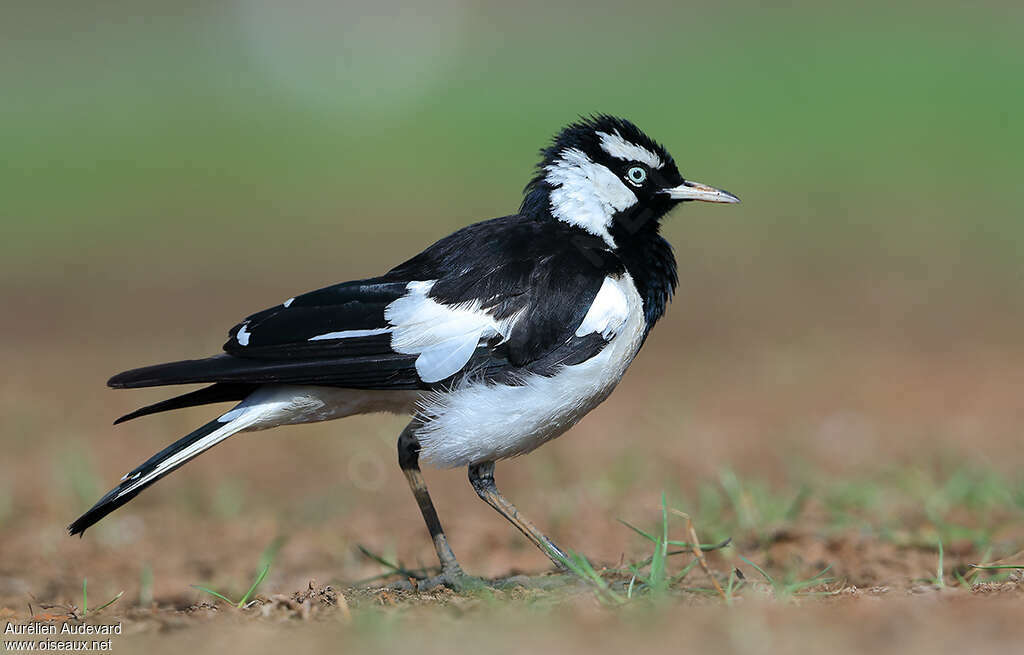 Magpie-lark male adult, identification