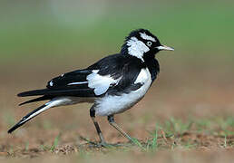 Magpie-lark