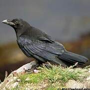 Northern Raven