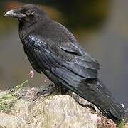 Northern Raven