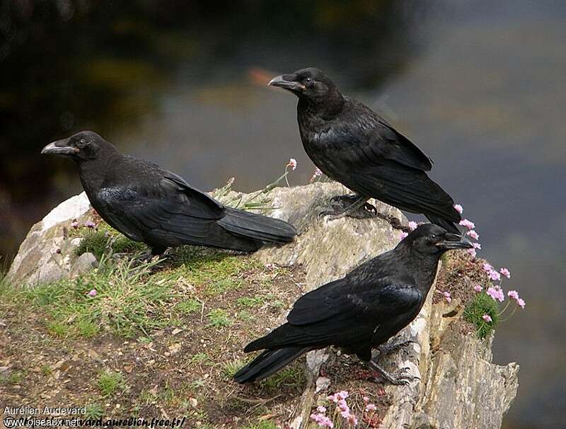 Grand Corbeau, habitat, pigmentation