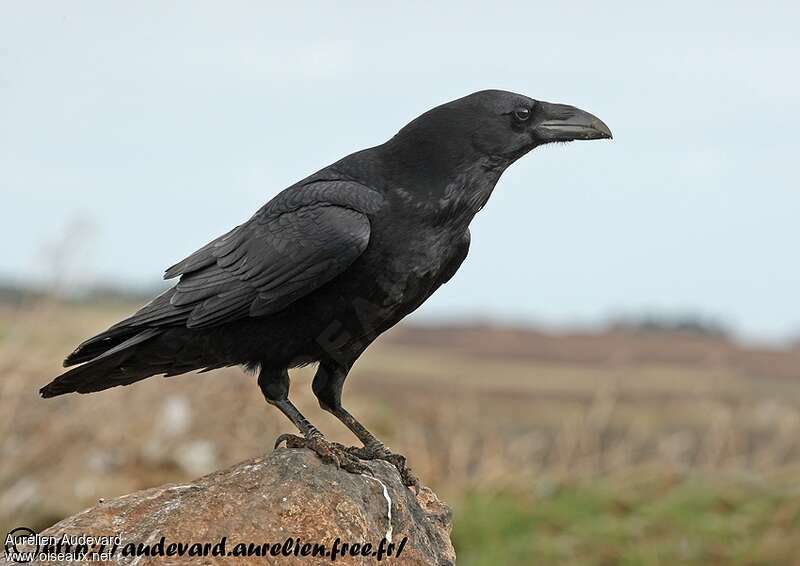 Grand Corbeau - Corvus corax