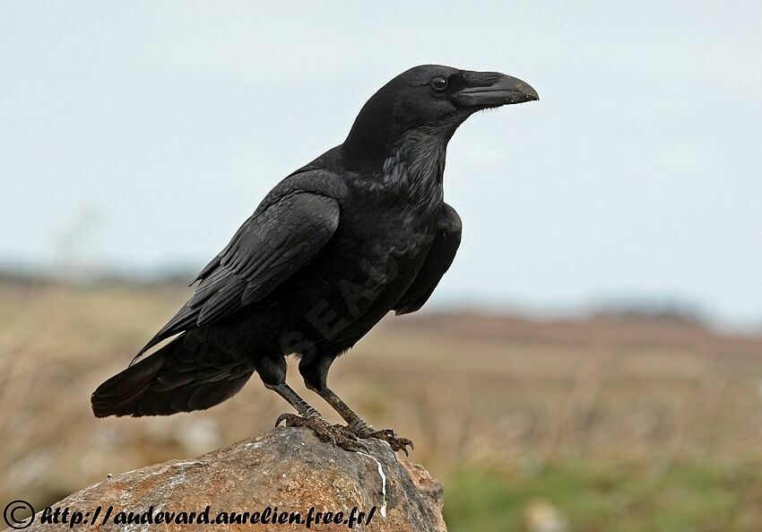 Grand Corbeau femelle adulte nuptial