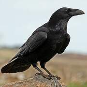 Northern Raven