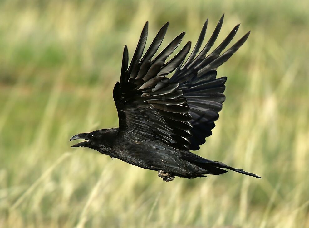 Northern Raven