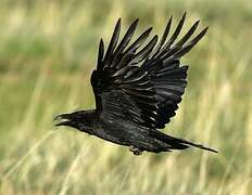 Northern Raven