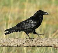 Northern Raven