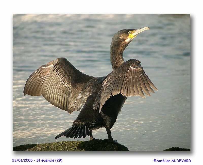 Great Cormorant