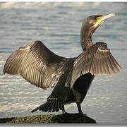 Great Cormorant