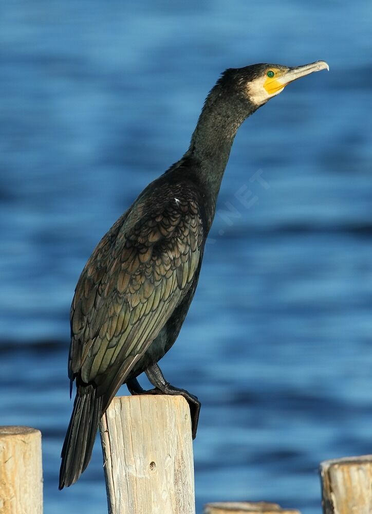 Grand Cormoranadulte internuptial