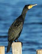 Great Cormorant