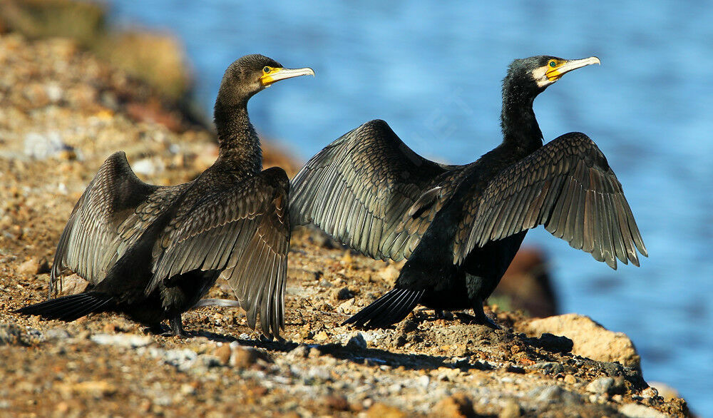 Great Cormorant