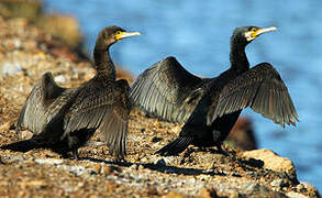 Great Cormorant