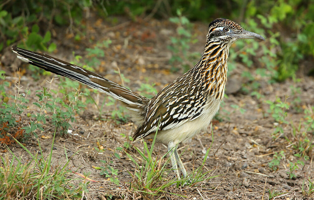 Greater Roadrunner