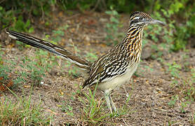 Greater Roadrunner