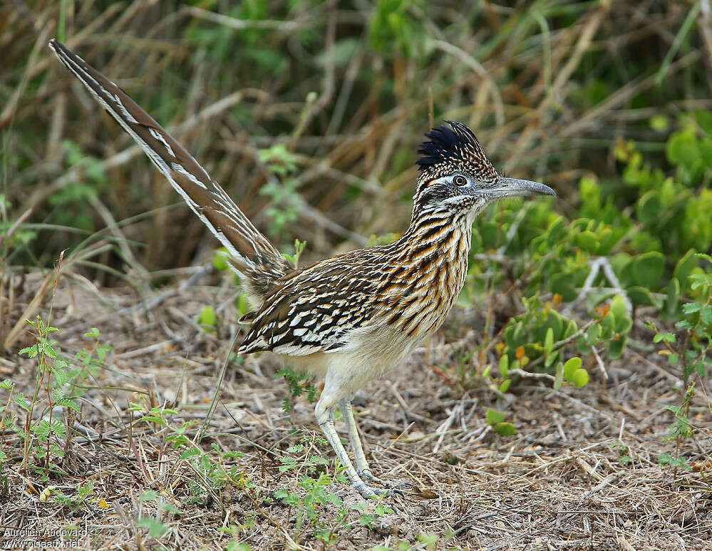 Grand Géocoucouadulte nuptial, identification