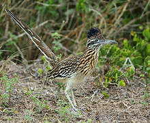 Greater Roadrunner