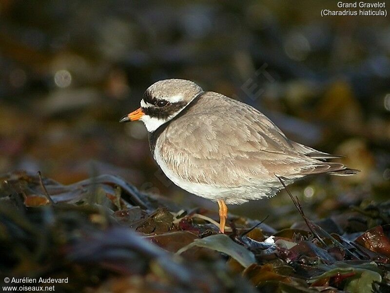 Common Ringed Plover