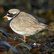 Common Ringed Plover