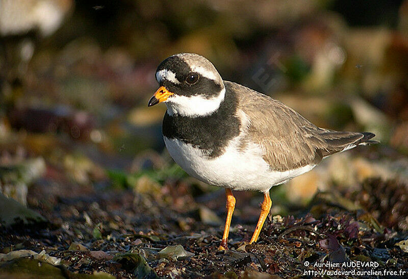 Common Ringed Plover