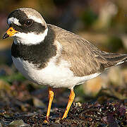 Common Ringed Plover