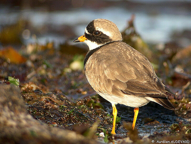 Common Ringed Plover