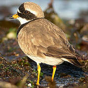 Common Ringed Plover