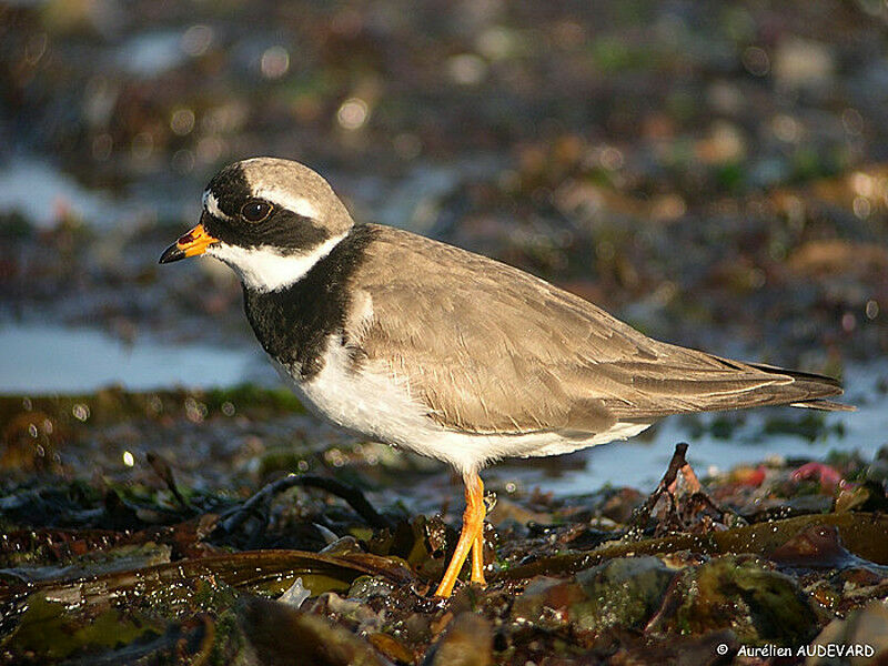 Common Ringed Plover