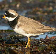 Common Ringed Plover