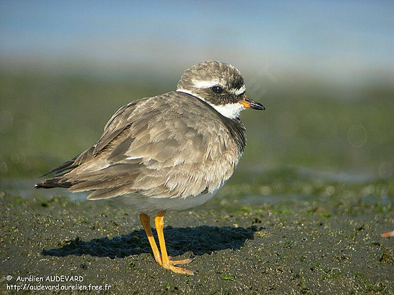 Common Ringed Plover