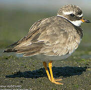 Common Ringed Plover