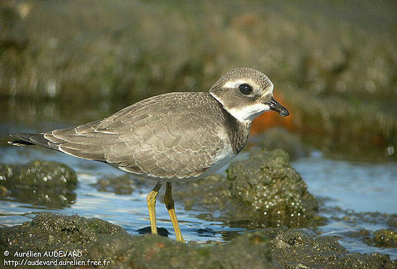 Common Ringed Plover