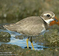 Common Ringed Plover