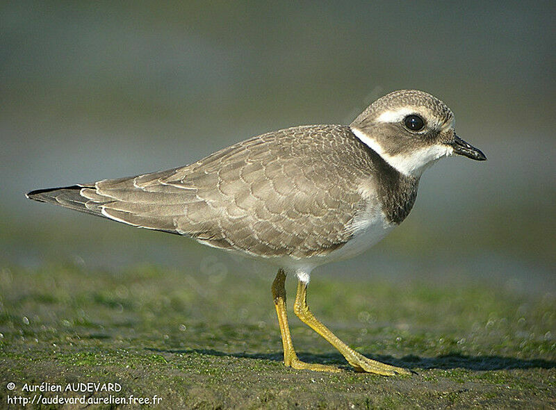 Common Ringed Plover