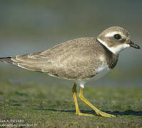 Common Ringed Plover