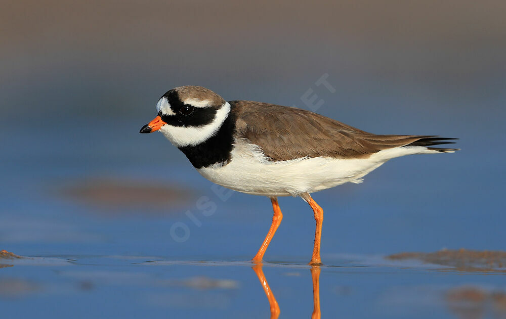 Common Ringed Ploveradult breeding, identification