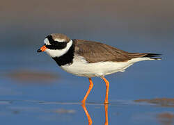 Common Ringed Plover