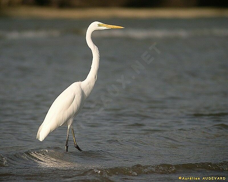 Grande Aigrette