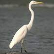 Grande Aigrette