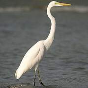 Great Egret