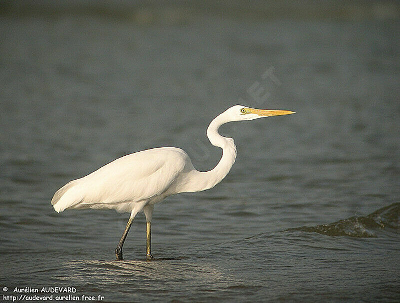 Grande Aigrette