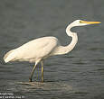 Grande Aigrette