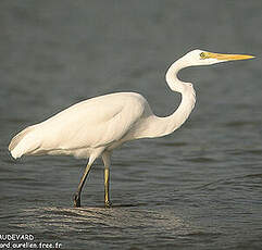 Grande Aigrette