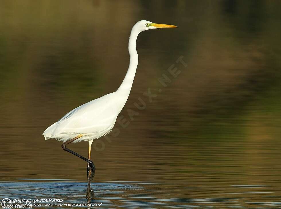 Great Egretjuvenile, identification