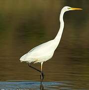 Grande Aigrette